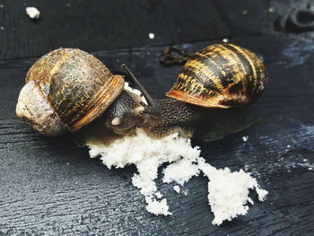 Close-up of snail on table