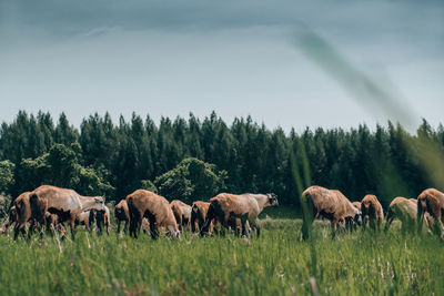 Horses in a field