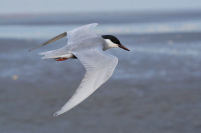 Close-up of seagull flying over sea