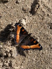 High angle view of butterfly on ground