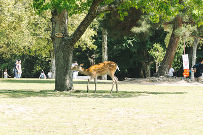 View of giraffe in park