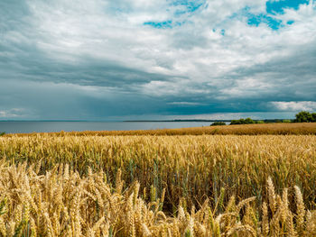 Scenic view of agricultural field against sky