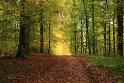 Trees in forest