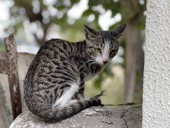 Portrait of cat sitting outdoors