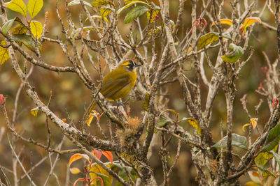 Bird perching on branch