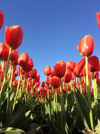 Low angle view of tulips against clear sky