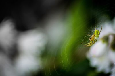 Close-up of spider on web