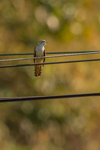 Close-up of bird perching on wire