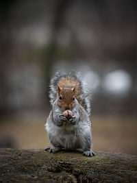 Close-up portrait of sitting on rock