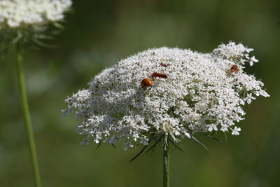 Close-up of insects on white flowers