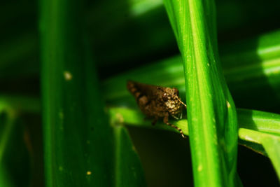 Close-up of insect on a leaf