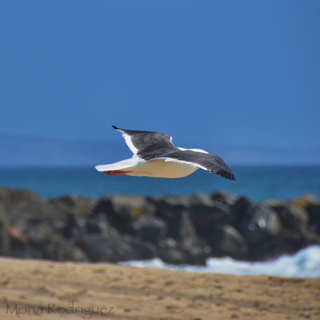 one animal, animal themes, animals in the wild, sea, bird, wildlife, clear sky, seagull, beach, water, blue, flying, nature, spread wings, focus on foreground, copy space, full length, beauty in nature, horizon over water, shore