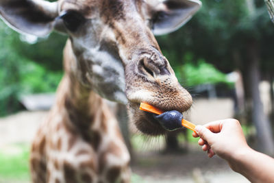 Close-up of hand feeding