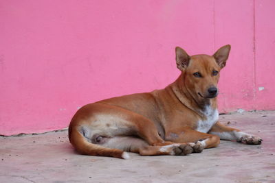 Portrait of dog resting on wall