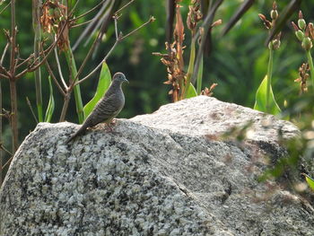 Bird perching on rock