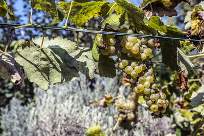 Grapes growing in vineyard