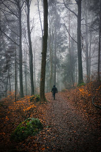 Trees and plants in forest during autumn