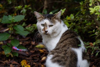 Portrait of a cat