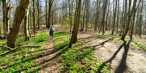 Rear view of woman walking amidst trees in forest