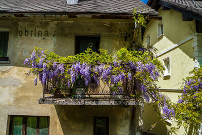 Low angle view of flowers on balcony