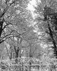 Low angle view of bare trees in forest