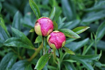 Close-up of pink flower