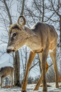 Deer in a tree