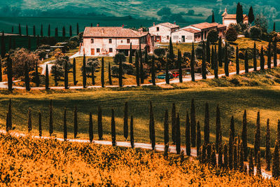 High angle view of vineyard against buildings