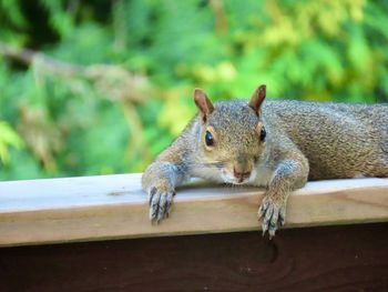 Closeup of a squirrel on a railing