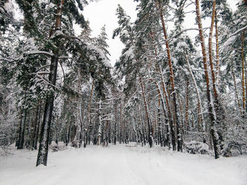 Snow covered trees in forest during winter