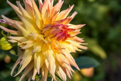 Close-up of yellow flowering plant