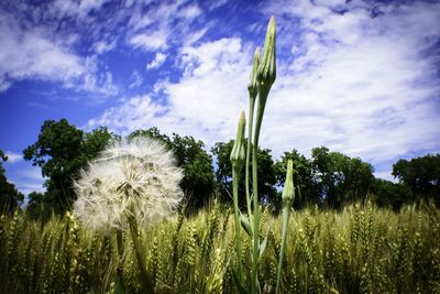 Scenic view of field against cloudy sky