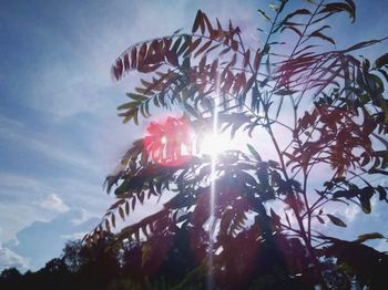 Low angle view of tree against sky