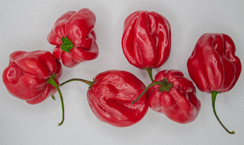 Directly above shot of red roses against white background