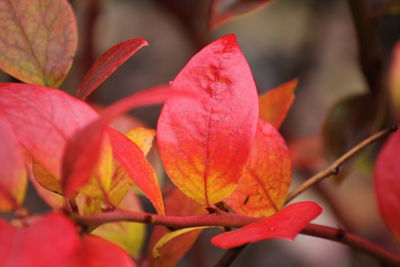 Close-up of red flowering plant