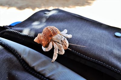 High angle view of black crab