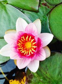 Close-up of water lily