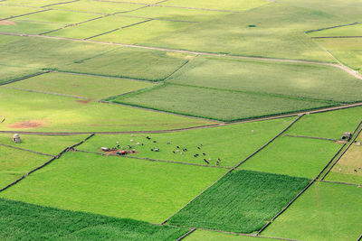 High angle view of agricultural field