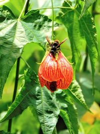 Close-up of insect pollinating on flower