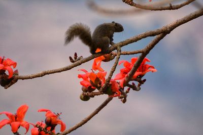 Low angle view of red flowers on branch