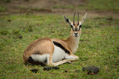 Gazelle lying on field