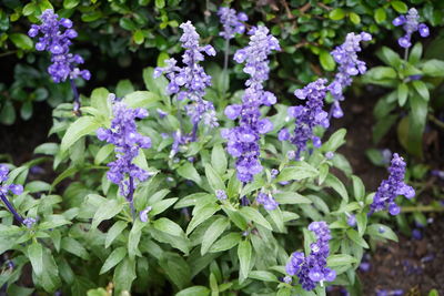 Close-up of purple flowering plants