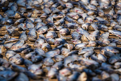 A close-up of dried salted fish. they are grey and silver color and appear stiff and cured. 