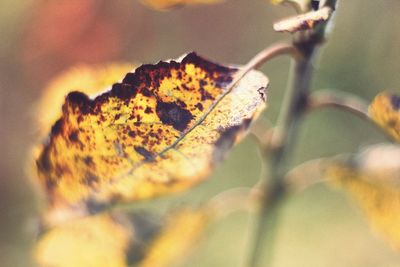 Close-up of dry leaf against blurred background