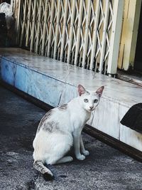 Portrait of cat sitting on floor