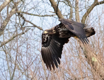 Juvenile bald eagle takes flight