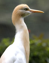 Profile view of crane outdoors