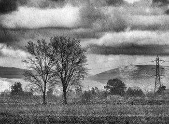 Bare trees on field against sky