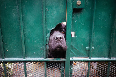 Close-up of black dog looking through broken metal gate