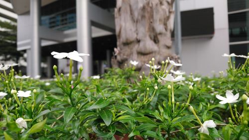 White flowering plants